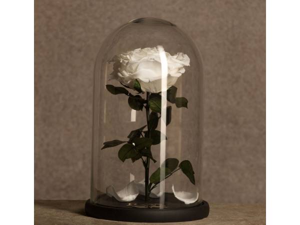 Белая роза в колбе